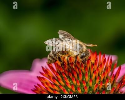 Nahaufnahme von Honigbienen bestäubenden Echinacea-Blüten Stockfoto