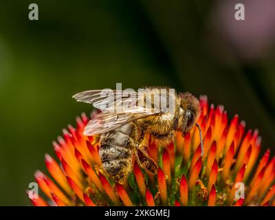 Nahaufnahme von Honigbienen bestäubenden Echinacea-Blüten Stockfoto