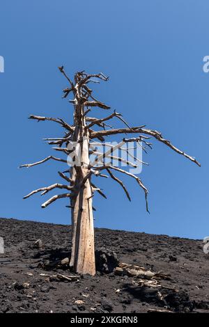 Ein toter Baum, getötet, aber nicht vollständig verbrannt von heißer Lava, steht in einem alten Lavastrom auf dem Ätna, Sizilien, Italien Stockfoto