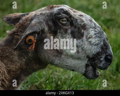 Cumbrische Schafshütte Stockfoto