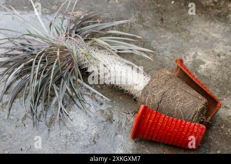 Ein kaputter Topf mit einer Madagaskar Palm auf dem Boden. Stockfoto