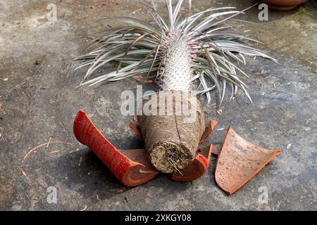 Zerbrochener Blumentopf mit madagaskar-Palme drin. Beschädigtes Zimmerpflanzenkonzept. Stockfoto