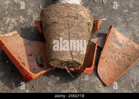 Nahaufnahme des Topfes mit einer Wurzelkugel gebunden. Umtopfen der Pflanze. Stockfoto