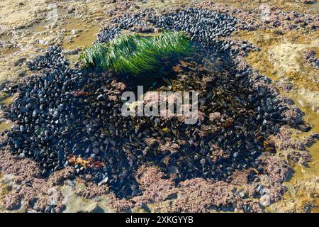 Gezeitenpool Marine Life Botanical Beach BC. Ebbe-Gezeitenpool, der in das felsige Schelfeige am Botanical Beach mit Muscheln gehauen wurde. In der Nähe von Port Renfrew BC. Stockfoto