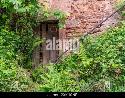 Bewachsene Landschaft einschließlich einer heruntergekommenen Holztür, die in Saulxures, einer Gemeinde im Unterrhein-Departement Grand Est im Nordosten Frankreichs, zu sehen ist Stockfoto