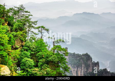 Fantastische Aussicht auf Bäume, die auf Felsen wachsen, Avatar Mountains Stockfoto