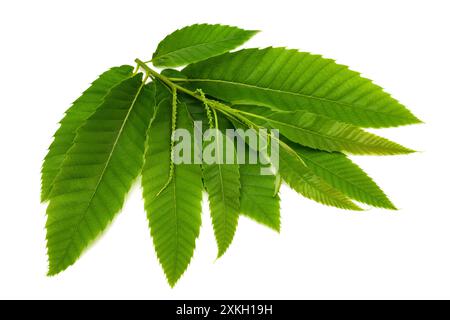 Kastanienzweig mit isolierten Blättern auf weißem Hintergrund Stockfoto