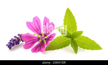 Louisa Kraut Malve und Lavendelblüte isoliert auf weiß Stockfoto