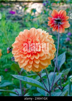 Dahlia wächst in Sele Park Gardens, Hexham, Northumberland, Großbritannien Stockfoto