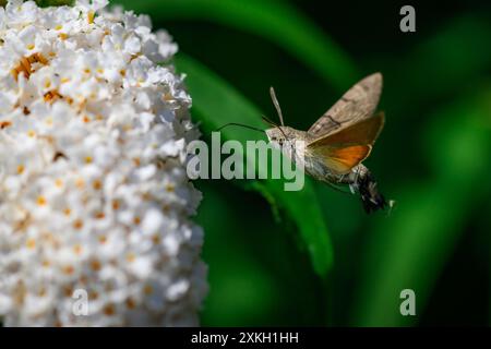 Kolibri Falkenmotte, Macroglossum stellatarum, Makroaufnahme Stockfoto