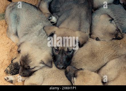 Türkische Rasse Schäferhund Welpen Kangal Hund bewacht wie Vieh Stockfoto