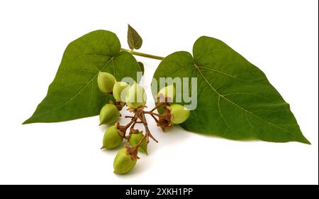 Kaiserbaumzweig mit Früchten isoliert auf weiß Stockfoto