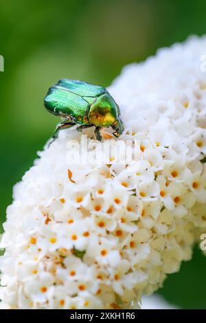 Grüne Rosenscheuer, Cetonia aurata, Makroaufnahme Stockfoto