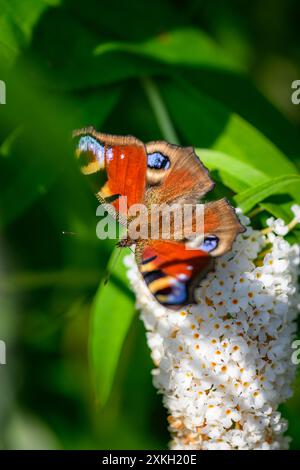 Pfauenfalter, nymphalis io, Makroaufnahme Stockfoto