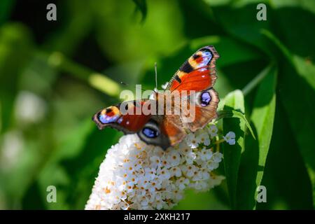 Pfauenfalter, nymphalis io, Makroaufnahme Stockfoto