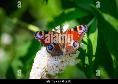 Pfauenfalter, nymphalis io, Makroaufnahme Stockfoto