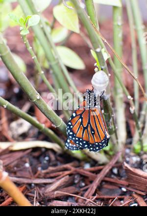 Neugeborener Monarchschmetterling hängt an gespaltener Puppe. Queen-Schmetterling. Eine Nahaufnahme eines wunderschönen Schmetterlings - Metamorphose-Konzepts Stockfoto