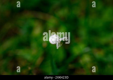 Misumena vatia, Blumenkrabben-Spinne-Makroaufnahme Stockfoto