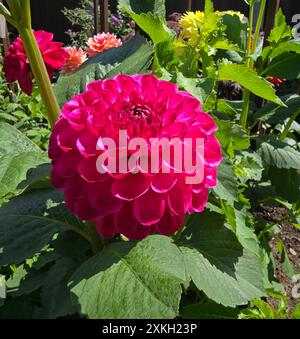 Dahlia, Small Ball, JS Dorothy Rose Stockfoto