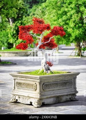 Malerischer roter Bonsai-Baum, der im Topf im Freien wächst Stockfoto