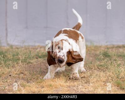 Schüttelnder Basset-Hund mit fliegendem Speichel, Ohren flattern und Augen geschlossen im Hof spielen Stockfoto