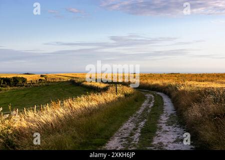 Sie blicken auf einen Pfad in den South Downs, wo Sie goldene Getreideanbauflächen in den umliegenden Feldern bewundern können Stockfoto