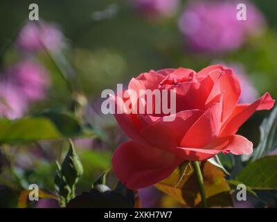 Nahaufnahme von Gartenrosenblättern im Sonnenlicht Stockfoto