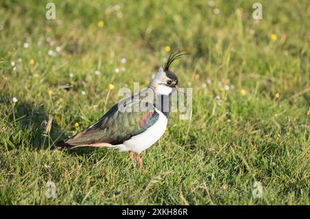 Lapwing, Coverdale, Yorkshire Dales Stockfoto