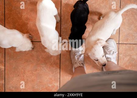 Sichtweise. Niedliche kleine goldene und schwarze Welpen mit ihrem Besitzer. Blick von oben. Schöne Labrador-Hunde auf dem Boden des Hauses. Sorgenfreie Haustiere. Stockfoto