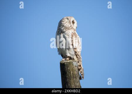 Junge Kurzohr-Eule, Yorkshire Dales Stockfoto