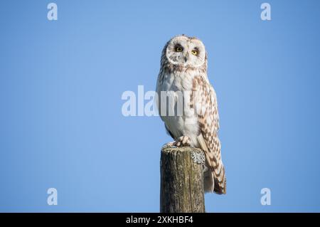 Junge Kurzohr-Eule, Yorkshire Dales Stockfoto