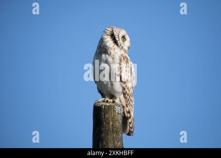 Junge Kurzohr-Eule, Yorkshire Dales Stockfoto