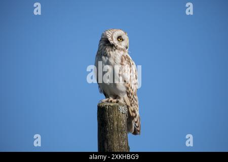 Junge Kurzohr-Eule, Yorkshire Dales Stockfoto