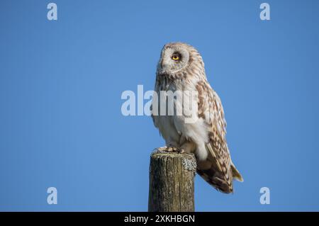 Junge Kurzohr-Eule, Yorkshire Dales Stockfoto