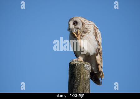 Junge Kurzohr-Eule, Yorkshire Dales Stockfoto