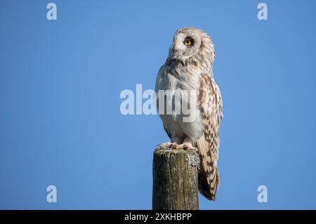 Junge Kurzohr-Eule, Yorkshire Dales Stockfoto