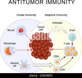 Antitumor-Immunität. Immunantwort. Immuntherapie. Schnelle und langsame Reaktion der adaptiven und angeborenen Immunität und der Antikörperaktivierung. Zellen der Immu Stock Vektor