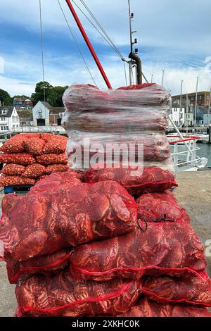 Frisch gefangene Portland-Krabbe oder Dorset-Krabbe, bereit für den Transport zum Fischhändler mit Welpen im Hintergrund Stockfoto