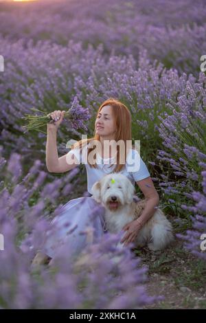 Eine Frau sitzt mit ihrem Hund auf einem Lavendelfeld Stockfoto