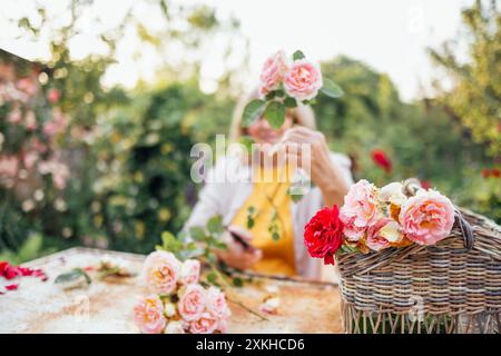 Nahaufnahme von schönen Rosen in einem Korb. Eine Frau mittleren Alters beschneidet Blumen und macht einen Blumenstrauß. Ein glücklicher Rentner kümmert sich um die Anlage Stockfoto