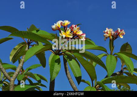 Plumeria, auch bekannt als Frangipani, wächst im Freien, mit wunderschönen duftenden Blumen vor blauem Himmel Stockfoto