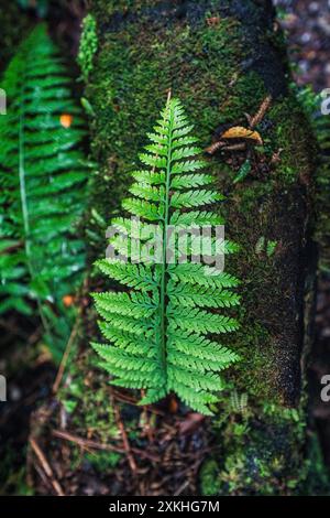 Grüne Blätter Farnpflanze wächst im tropischen Regenwald Stockfoto