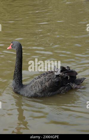 Black Swan beim Wildfowl and Wetlands Trust, Slimbridge, Gloucestershire, Großbritannien Stockfoto