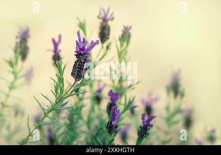 Nahaufnahme einer Lavendelblume auf der Wiese auf cremefarbenem Hintergrund. Lavendelblüten im Hintergrund. Stockfoto