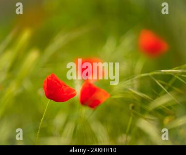 Detail eines geschlossenen Mohns im Hintergrund mit anderen Mohnblumen, die nicht scharf sind, und Ähren von grünem Weizen. Stockfoto