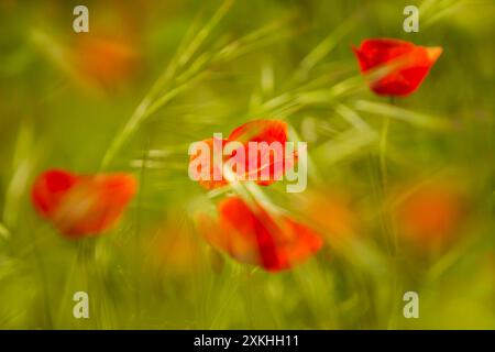 Verschwommene Sommerlandschaft mit Mohnblumen in einem Weizenfeld. Stockfoto