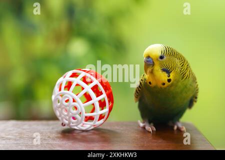 Hauspapagei. Niedlicher Wellensittich und Spielzeugball auf Holztisch Stockfoto