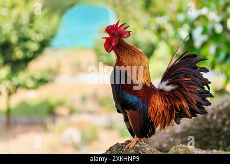 Horizontales Porträt eines männlichen bunten Krähenhahns mit einem hellroten Kamm Stockfoto