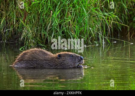 Eurasischer Biber / Europäischer Biber (Castor fiber) isst im Sommer Wasserpflanze entlang Schilfbeet / Schilfbeet im Bach Stockfoto