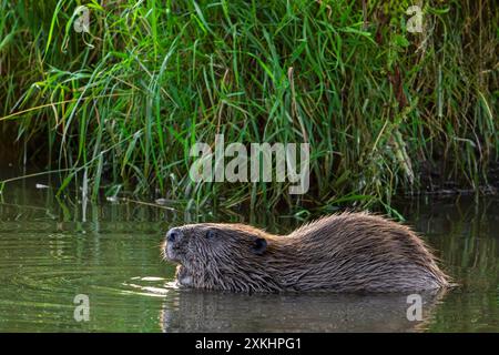 Eurasischer Biber / Europäischer Biber (Castor Fiber) zeigt im Sommer große Schneidezähne entlang Schilfbeet / Schilfbeet im Fluss Stockfoto